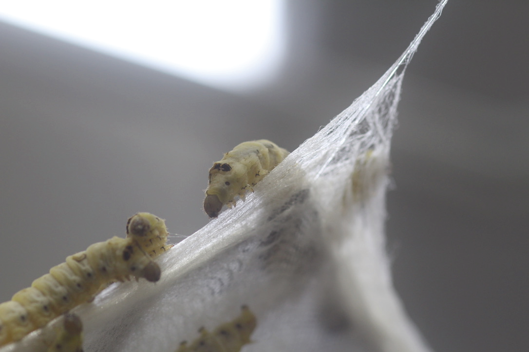 SILK-BioCraft Image 20